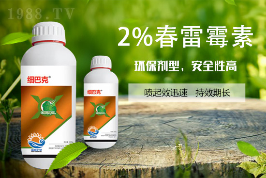 番茄潰瘍病怎么辦？聽聽專家怎么說！