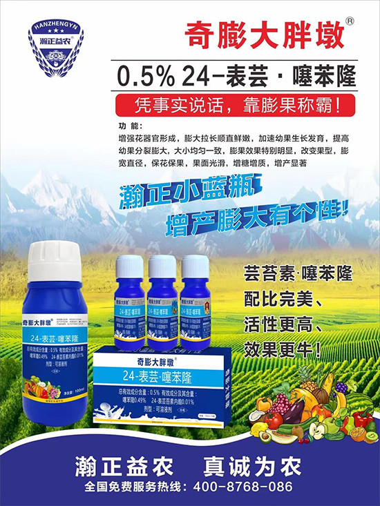     “作物要高產(chǎn)，膨果是關(guān)鍵！”果實膨大快、轉(zhuǎn)色好、賣相佳，后期的產(chǎn)量和品質(zhì)才有。近來許多的果農(nóng)菜農(nóng)紛紛反映自家的作物坐不住果、膨果慢甚至不膨果，即便膨果，后期軟果空果等情況頻繁發(fā)生，
