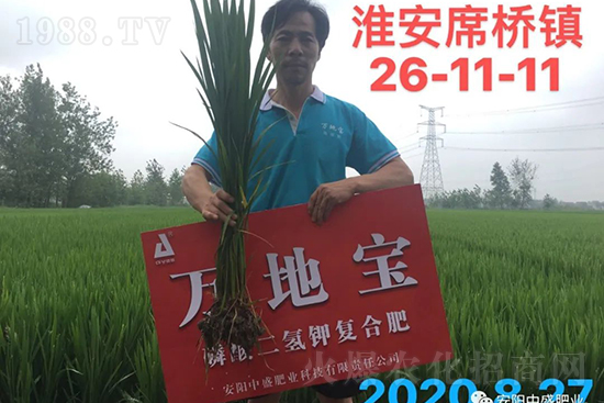 水稻分蘗不好對產(chǎn)量有多大影響？促進水稻分蘗怎么做？