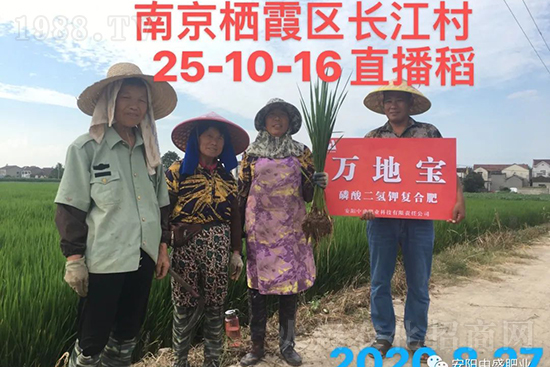 水稻分蘗不好對產(chǎn)量有多大影響？促進水稻分蘗怎么做？