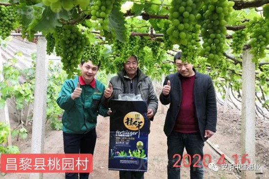 葡萄軟果是什么原因？如何防治？