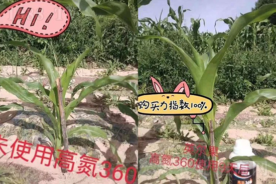 液體氮肥有哪些優(yōu)點(diǎn)？液體氮肥能替代尿素追肥嗎？