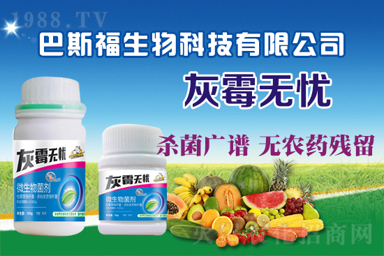 葡萄灰霉病危害嚴(yán)重!葡萄灰霉病如何防治?