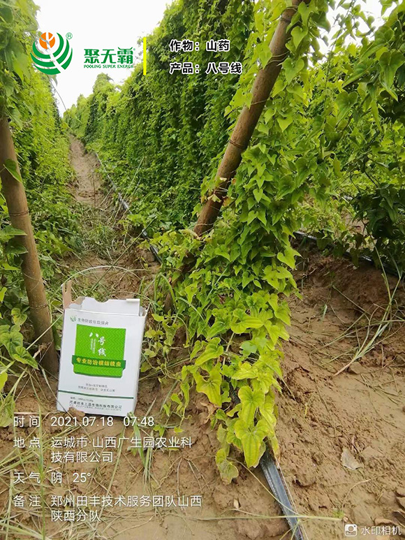 淡紫紫孢菌+阿維菌毒-八號(hào)線-聚無霸4