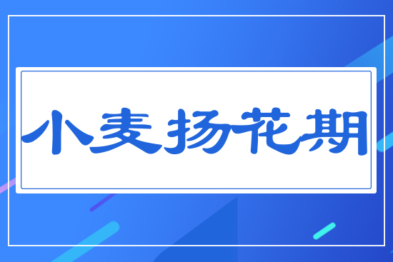 小麥揚(yáng)花期