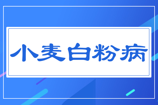小麥白粉病