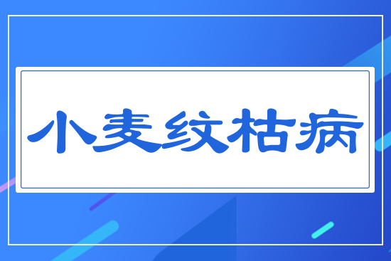 小麥紋枯病