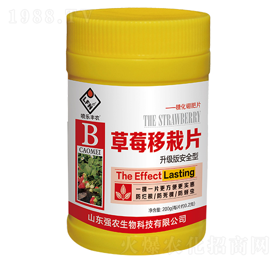 草莓移栽片-強農(nóng)生物