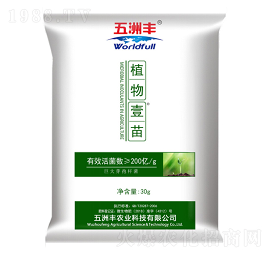 植物壹苗-五洲豐