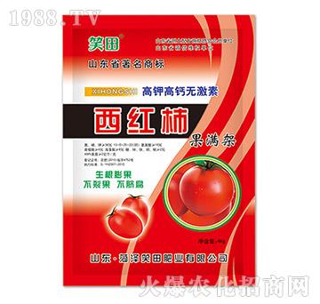 西紅柿果滿架-笑田