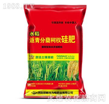 水稻返青分蘗柯杈肥-為峰