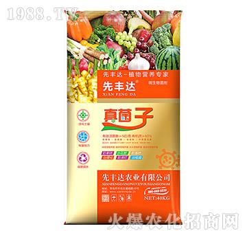 植物營養(yǎng)專家-真菌子-先豐達