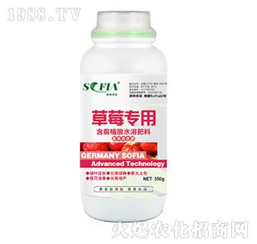 草莓專用含腐植酸水溶肥料-索菲亞