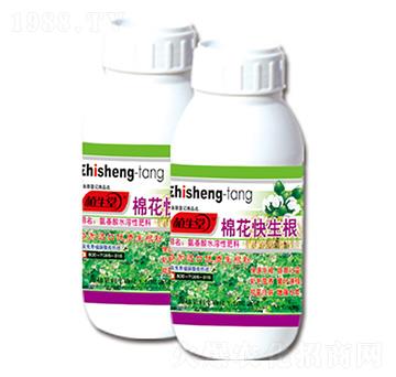 棉花快生根 植生堂 萊利生物