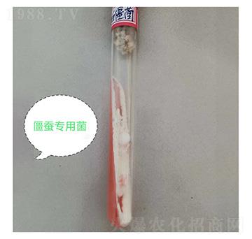 白僵菌斜面試管-九邦生物