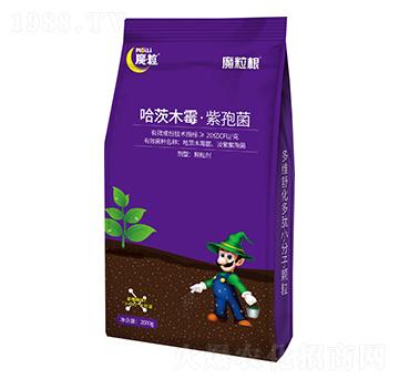 ����ľù�����߾�-ħ����-ħ������