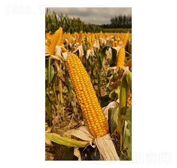 玉米種子-荃銀興大