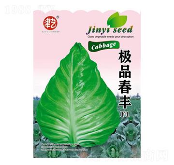 甘藍種子-春豐-邯豐農(nóng)業(yè)