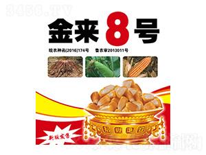 金來8號-合豐種業(yè)